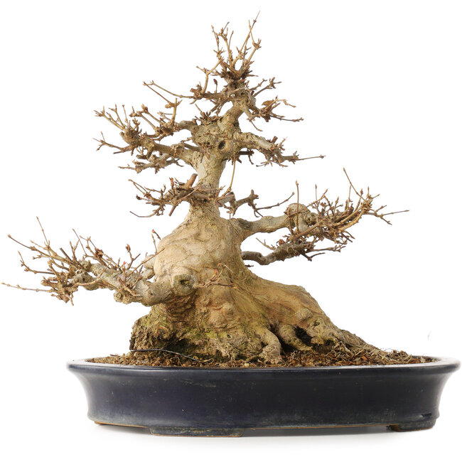 Acer buergerianum, 31,5 cm, ± 30 jaar oud, in een handgemaakte Japanse pot van Reiho met een barst aan één kant