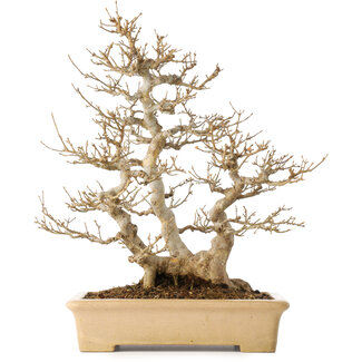 Acer buergerianum, 39 cm, ± 20 jaar oud