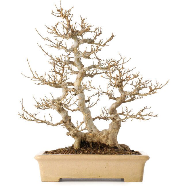 Acer buergerianum, 39 cm, ± 20 jaar oud