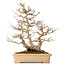 Acer buergerianum, 39 cm, ± 20 jaar oud
