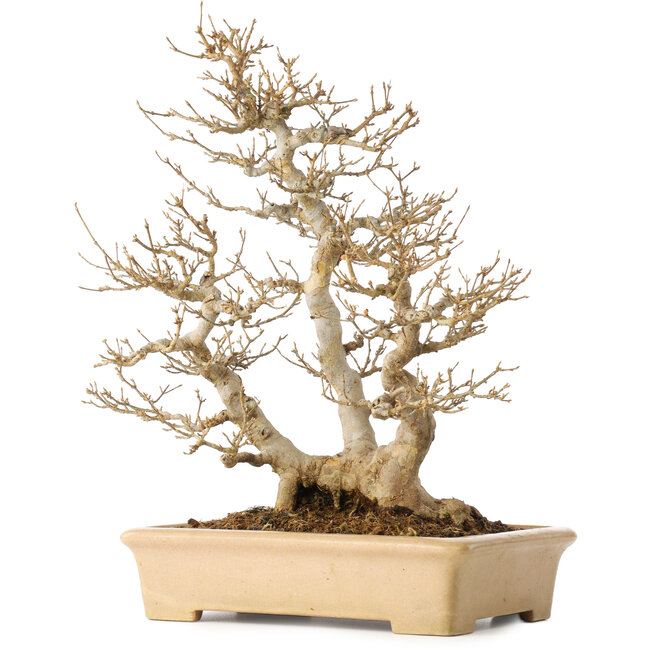 Acer buergerianum, 39 cm, ± 20 años