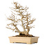 Acer buergerianum, 39 cm, ± 20 jaar oud