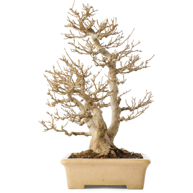 Acer buergerianum, 39 cm, ± 20 ans