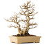 Acer buergerianum, 39 cm, ± 20 jaar oud