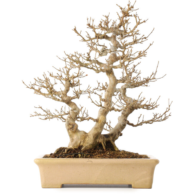 Acer buergerianum, 39 cm, ± 20 ans