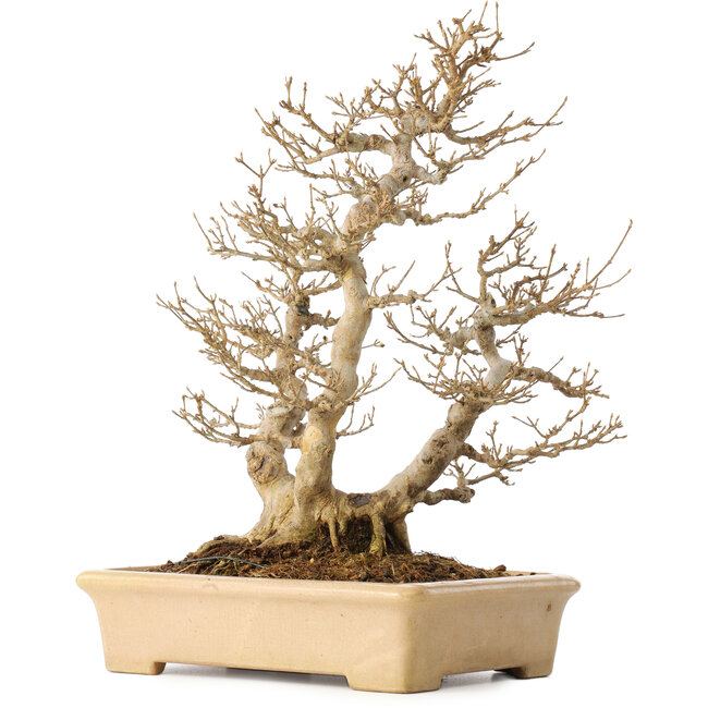 Acer buergerianum, 39 cm, ± 20 jaar oud