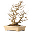 Acer buergerianum, 39 cm, ± 20 jaar oud