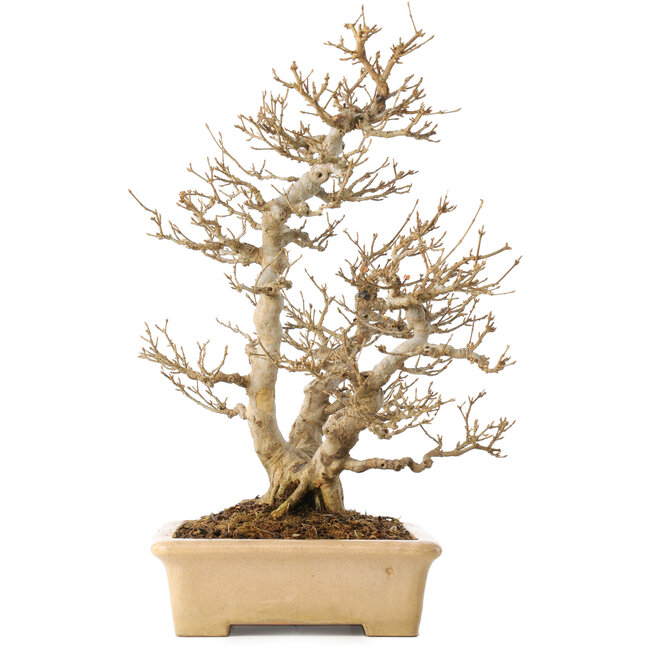 Acer buergerianum, 39 cm, ± 20 años