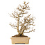 Acer buergerianum, 39 cm, ± 20 jaar oud