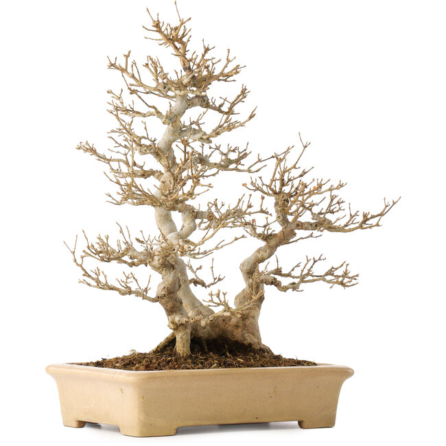 Acer buergerianum, 39 cm, ± 20 Jahre alt