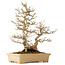 Acer buergerianum, 39 cm, ± 20 jaar oud