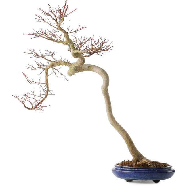 Acer palmatum, 63 cm, ± 20 jaar oud