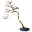 Acer palmatum, 63 cm, ± 20 anni