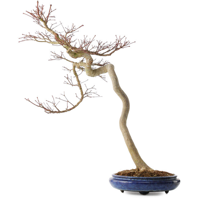 Acer palmatum, 63 cm, ± 20 Jahre alt