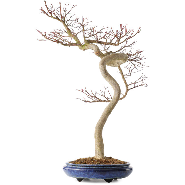 Acer palmatum, 63 cm, ± 20 años