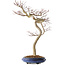 Acer palmatum, 63 cm, ± 20 jaar oud