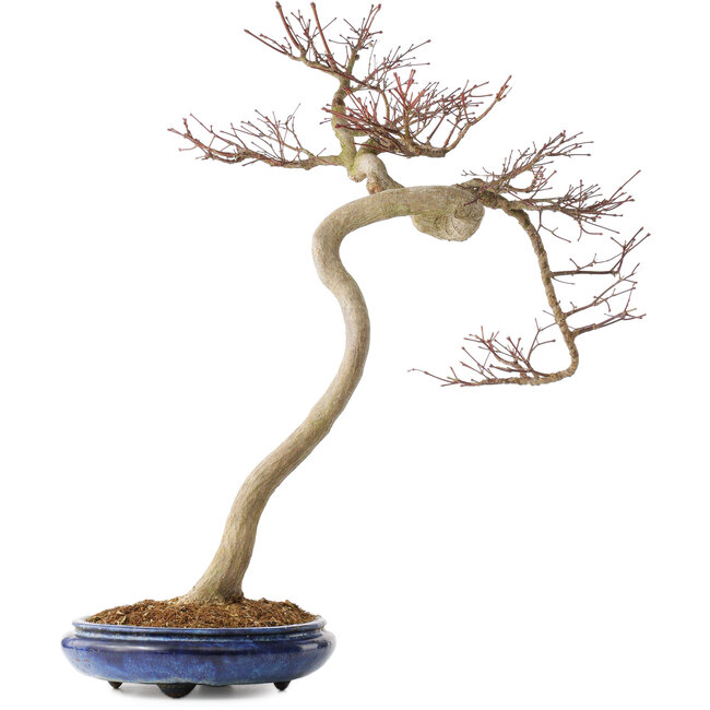 Acer palmatum, 63 cm, ± 20 años