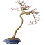 Acer palmatum, 63 cm, ± 20 jaar oud