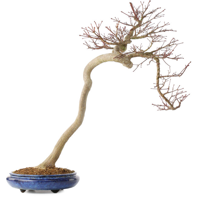 Acer palmatum, 63 cm, ± 20 años