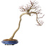 Acer palmatum, 63 cm, ± 20 jaar oud