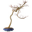 Acer palmatum, 63 cm, ± 20 ans