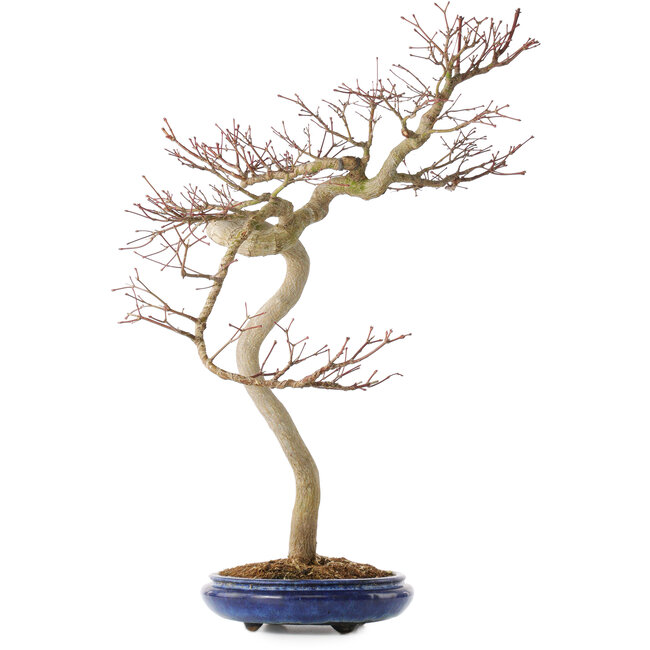 Acer palmatum, 63 cm, ± 20 jaar oud
