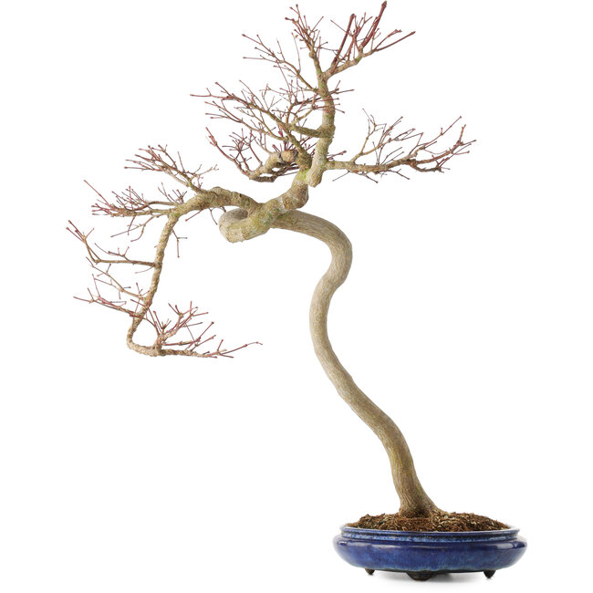 Acer palmatum, 63 cm, ± 20 años