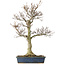 Fagus crenata, 62,5 cm, ± 20 jaar oud, in een kapotte pot