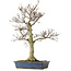 Fagus crenata, 62,5 cm, ± 20 jaar oud, in een kapotte pot