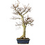 Fagus crenata, 62,5 cm, ± 20 jaar oud, in een kapotte pot