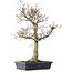 Fagus crenata, 62,5 cm, ± 20 jaar oud, in een kapotte pot