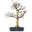 Fagus crenata, 62,5 cm, ± 20 jaar oud, in een kapotte pot