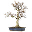Fagus crenata, 62,5 cm, ± 20 jaar oud, in een kapotte pot