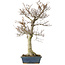 Fagus crenata, 62,5 cm, ± 20 jaar oud, in een kapotte pot