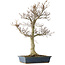 Fagus crenata, 62,5 cm, ± 20 jaar oud, in een kapotte pot