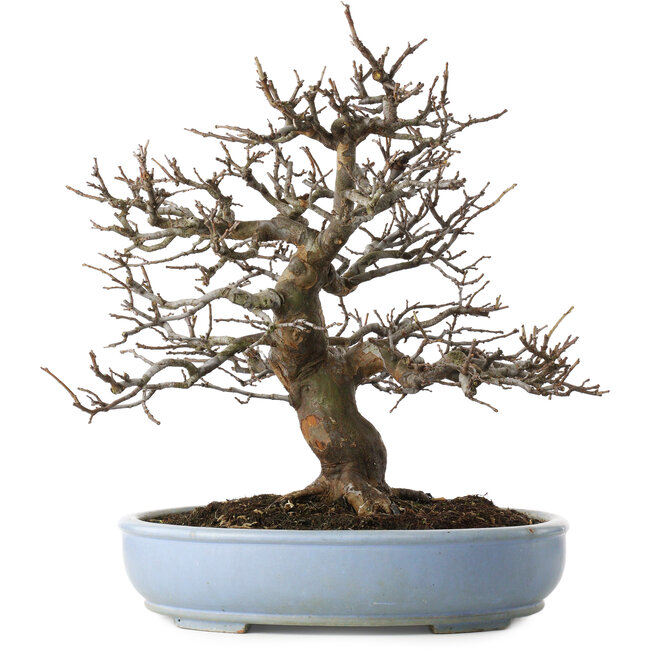 Pseudocydonia sinensis, 40 cm, ± 25 years old, with a tiny chip of the edge of the pot