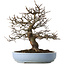Pseudocydonia sinensis, 40 cm, ± 25 years old, with a tiny chip of the edge of the pot