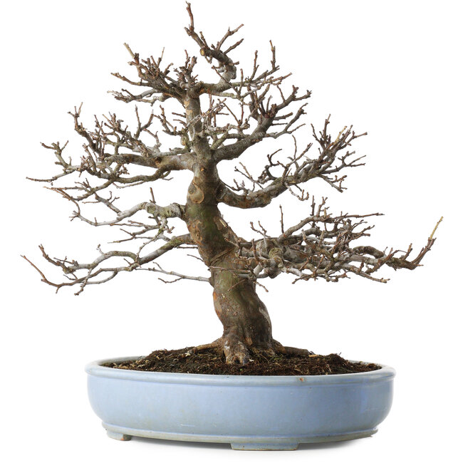 Pseudocydonia sinensis, 40 cm, ± 25 jaar oud, met een klein chipje van de rand van de pot