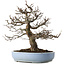 Pseudocydonia sinensis, 40 cm, ± 25 years old, with a tiny chip of the edge of the pot