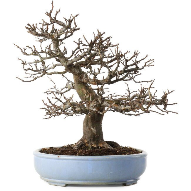 Pseudocydonia sinensis, 40 cm, ± 25 jaar oud, met een klein chipje van de rand van de pot