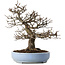 Pseudocydonia sinensis, 40 cm, ± 25 years old, with a tiny chip of the edge of the pot