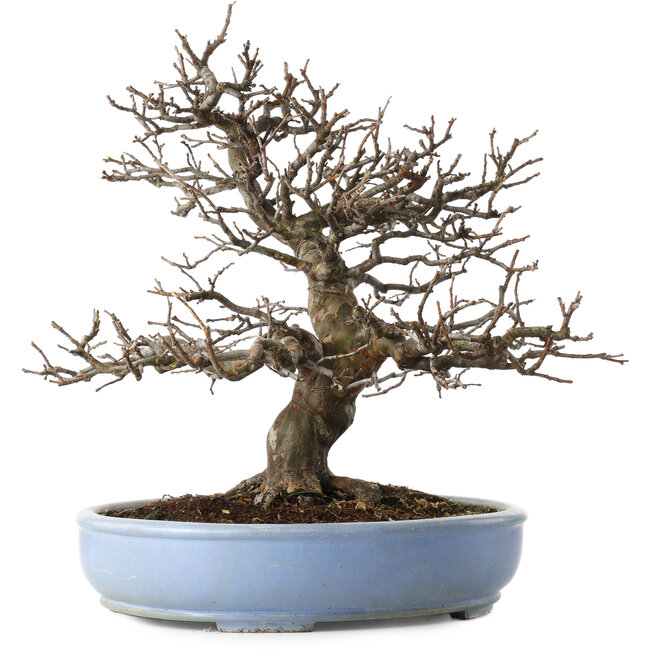 Pseudocydonia sinensis, 40 cm, ± 25 jaar oud, met een klein chipje van de rand van de pot