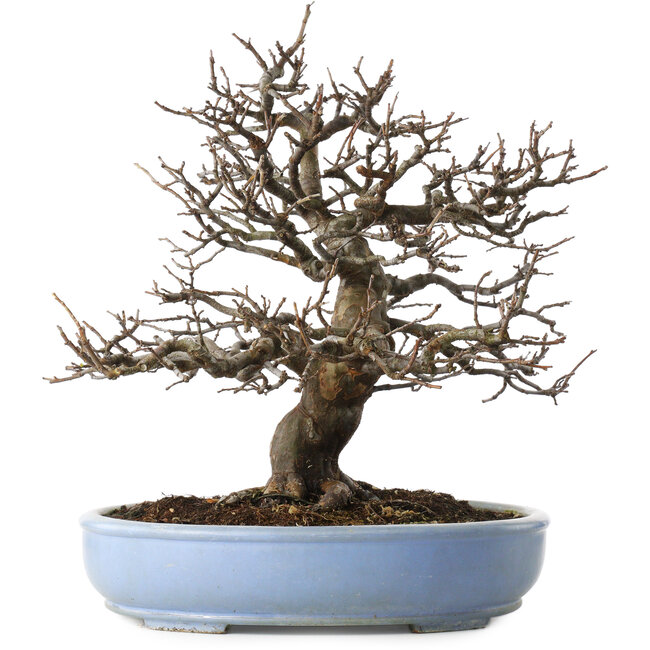 Pseudocydonia sinensis, 40 cm, ± 25 jaar oud, met een klein chipje van de rand van de pot