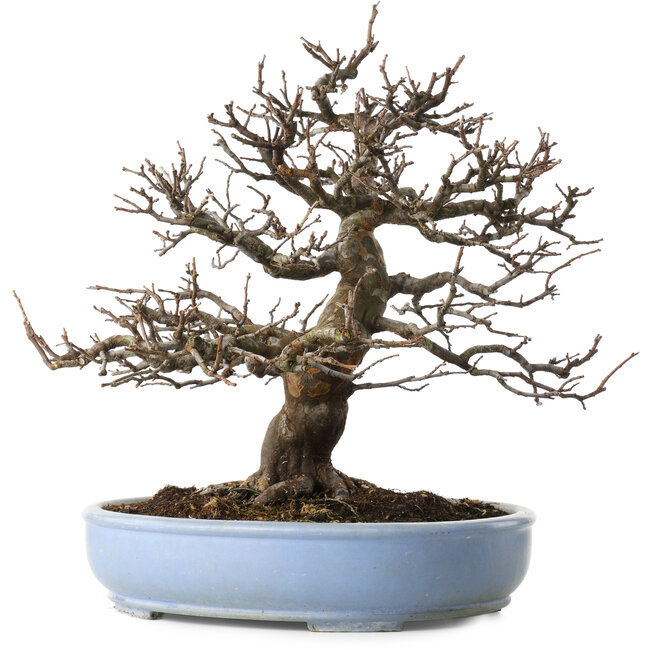 Pseudocydonia sinensis, 40 cm, ± 25 jaar oud, met een klein chipje van de rand van de pot