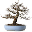 Pseudocydonia sinensis, 40 cm, ± 25 years old, with a tiny chip of the edge of the pot