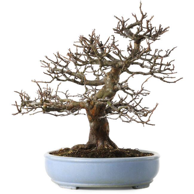 Pseudocydonia sinensis, 40 cm, ± 25 jaar oud, met een klein chipje van de rand van de pot