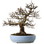 Pseudocydonia sinensis, 40 cm, ± 25 years old, with a tiny chip of the edge of the pot