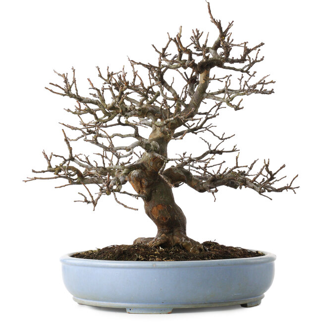 Pseudocydonia sinensis, 40 cm, ± 25 jaar oud, met een klein chipje van de rand van de pot