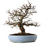 Pseudocydonia sinensis, 40 cm, ± 25 years old, with a tiny chip of the edge of the pot