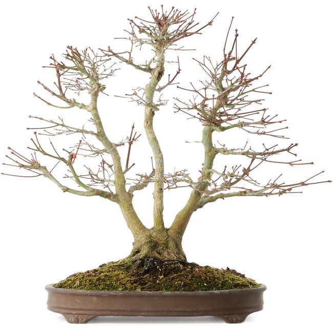 Acer palmatum, 44 cm, ± 20 Jahre alt